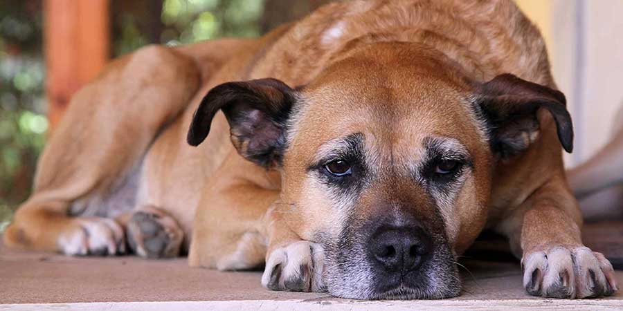 Natural Solutions for Joint Pain in Dogs by PetWell Old dog PetWell